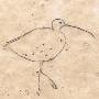 curlew2